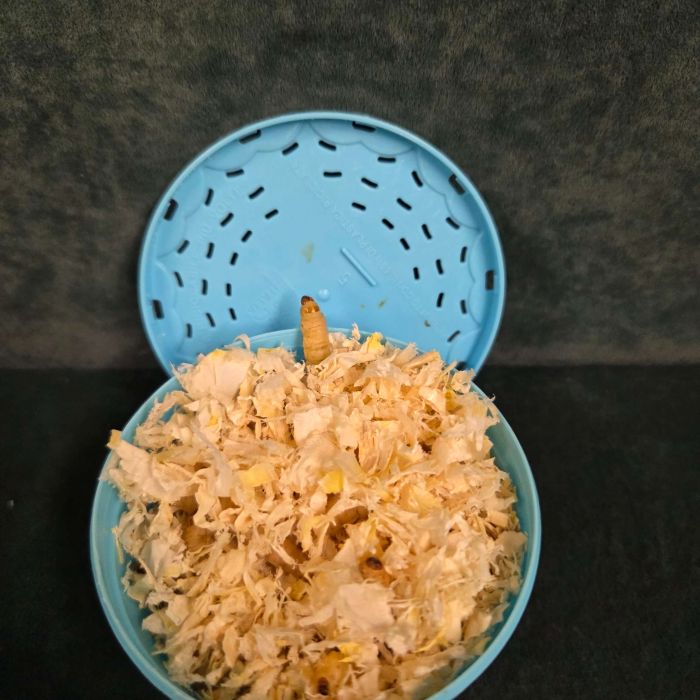 Bienenmaden